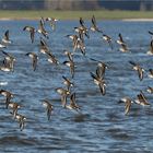 Alpenstrandläufer im Formationsflug stromabwärts Richtung Cuxhafen  .....