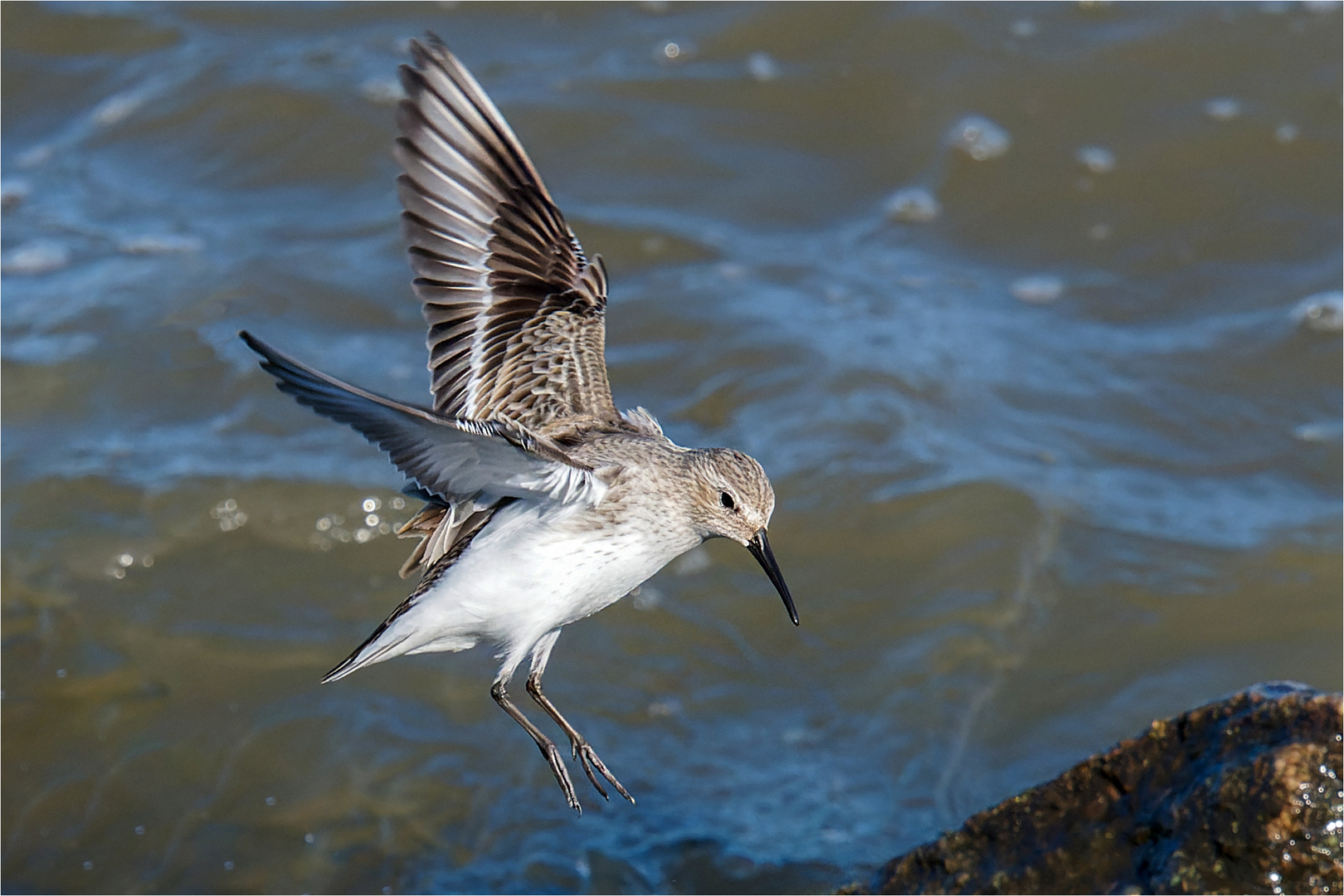 Alpenstrandläufer im Landeanflug  .....