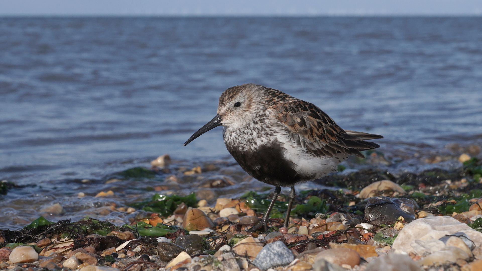 Alpenstrandläufer im Wattenmeer