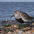 Alpenstrandläufer im Wattenmeer