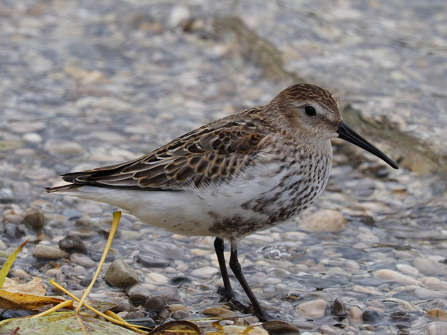 Alpenstrandläufer, Sanderling, Bekassine?