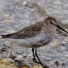 Alpenstrandläufer, Sanderling, Bekassine?