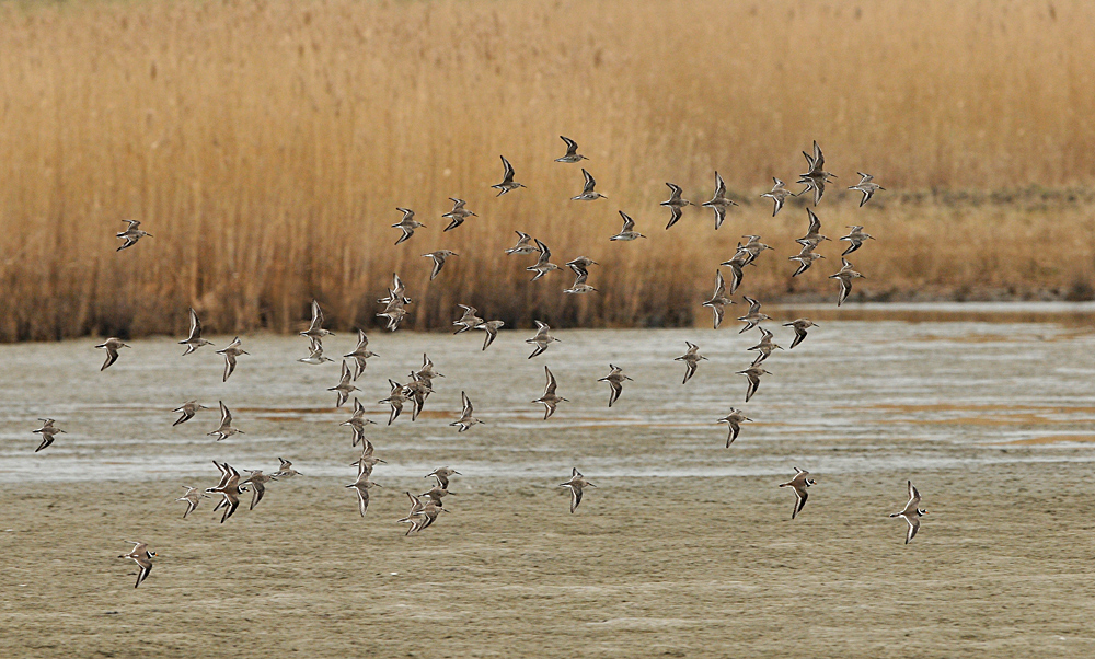 Alpenstrandläufer- und Sandregenpfeifer – Flug