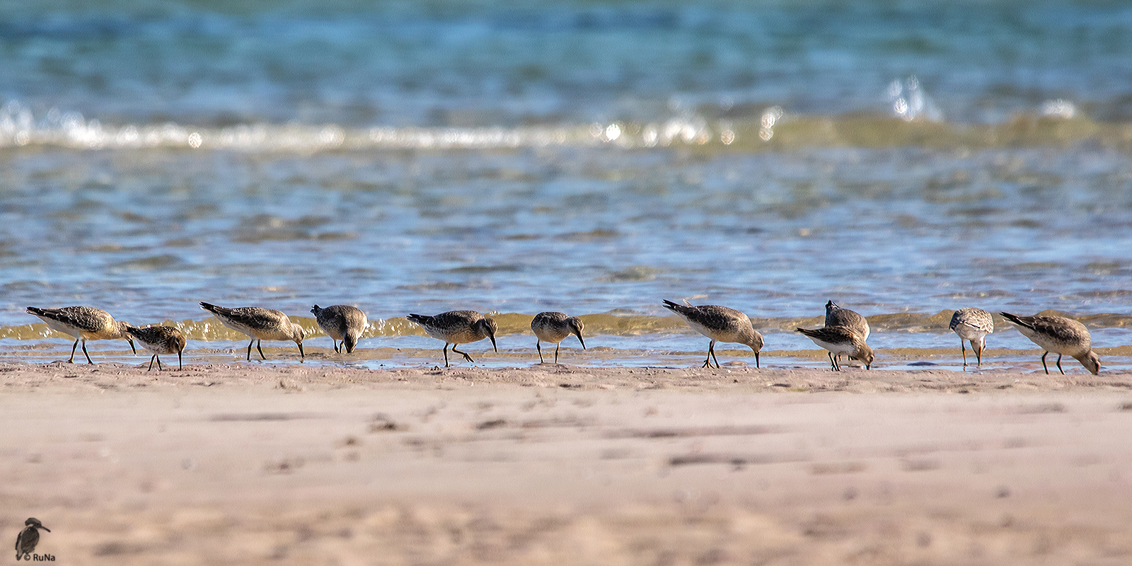 Alpenstrandläufer und Sichelstrandläufer