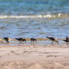 Alpenstrandläufer und Sichelstrandläufer