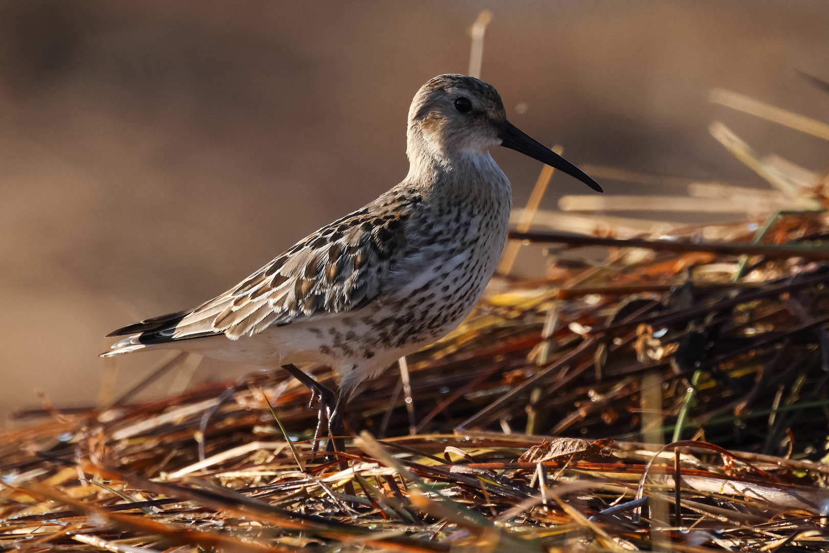 Alpenstrandvogel