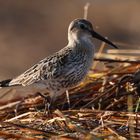 Alpenstrandvogel