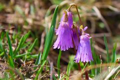 Alpentroddelblume - Alpen-Soldanelle (Soldanella alpina)