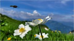 Alpenüberfliegung