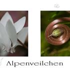 Alpenveilchen