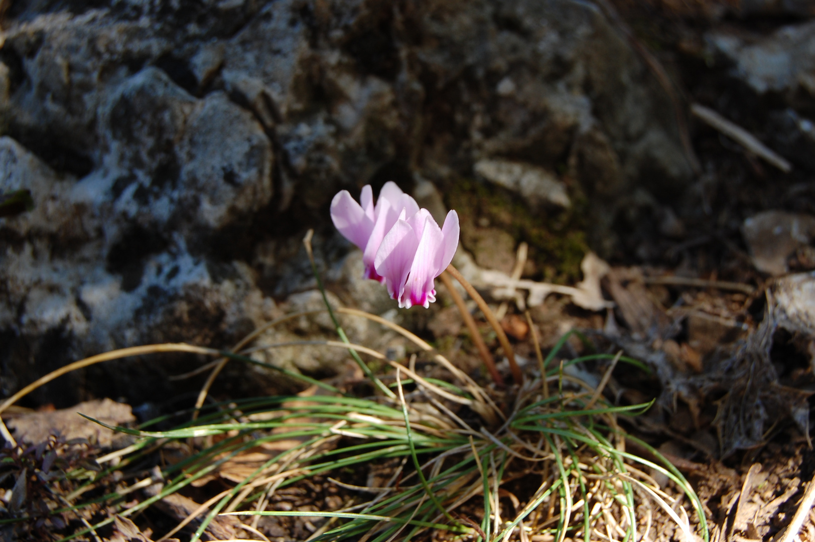 Alpenveilchen