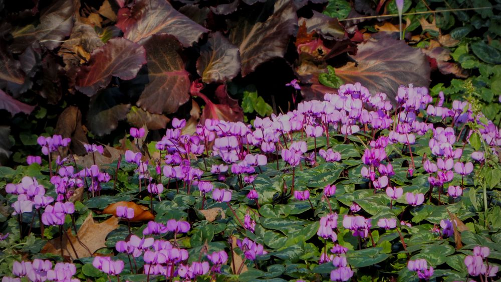 Alpenveilchen Foto & Bild natur, pflanzen, alpenveilchen