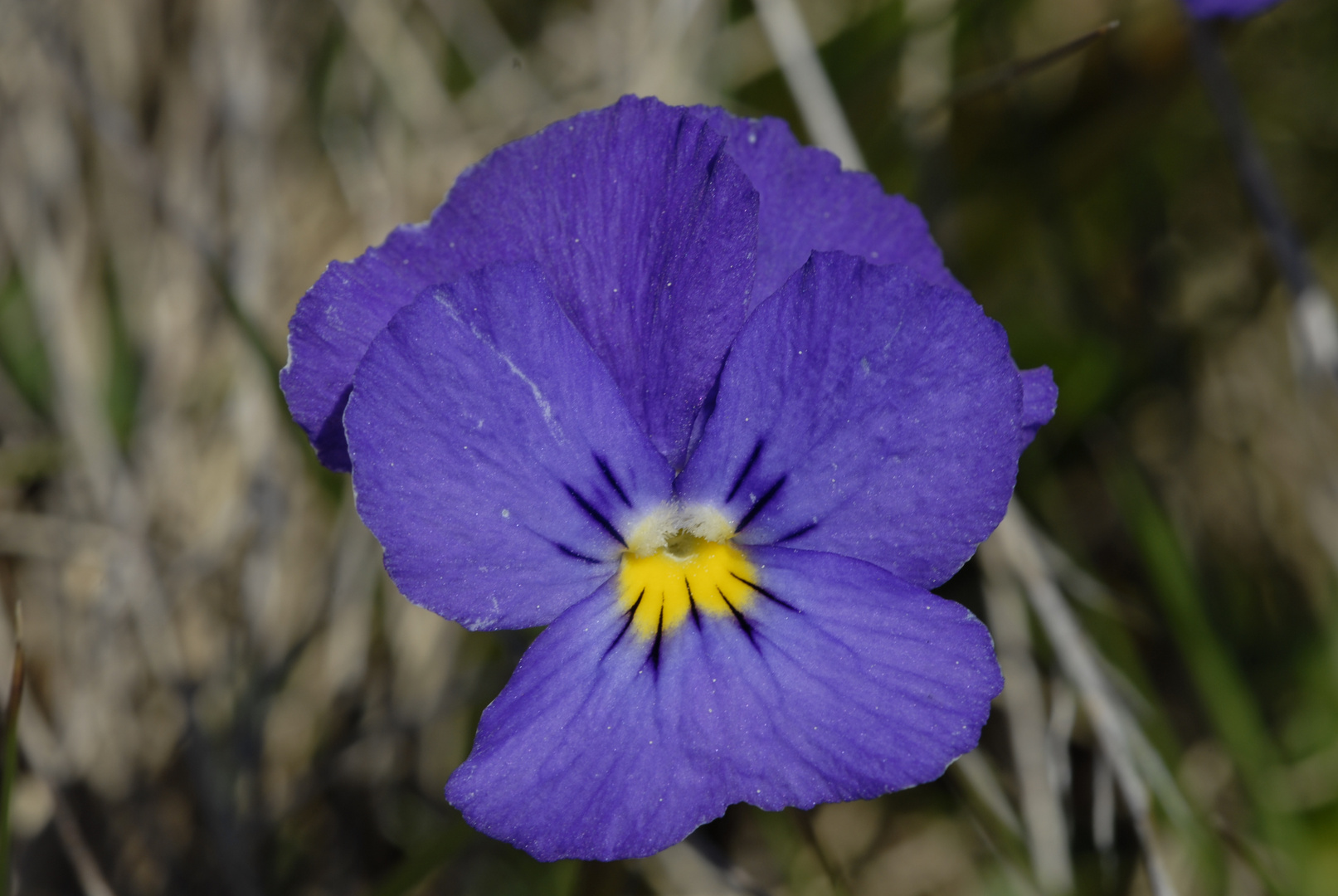 Alpenveilchen