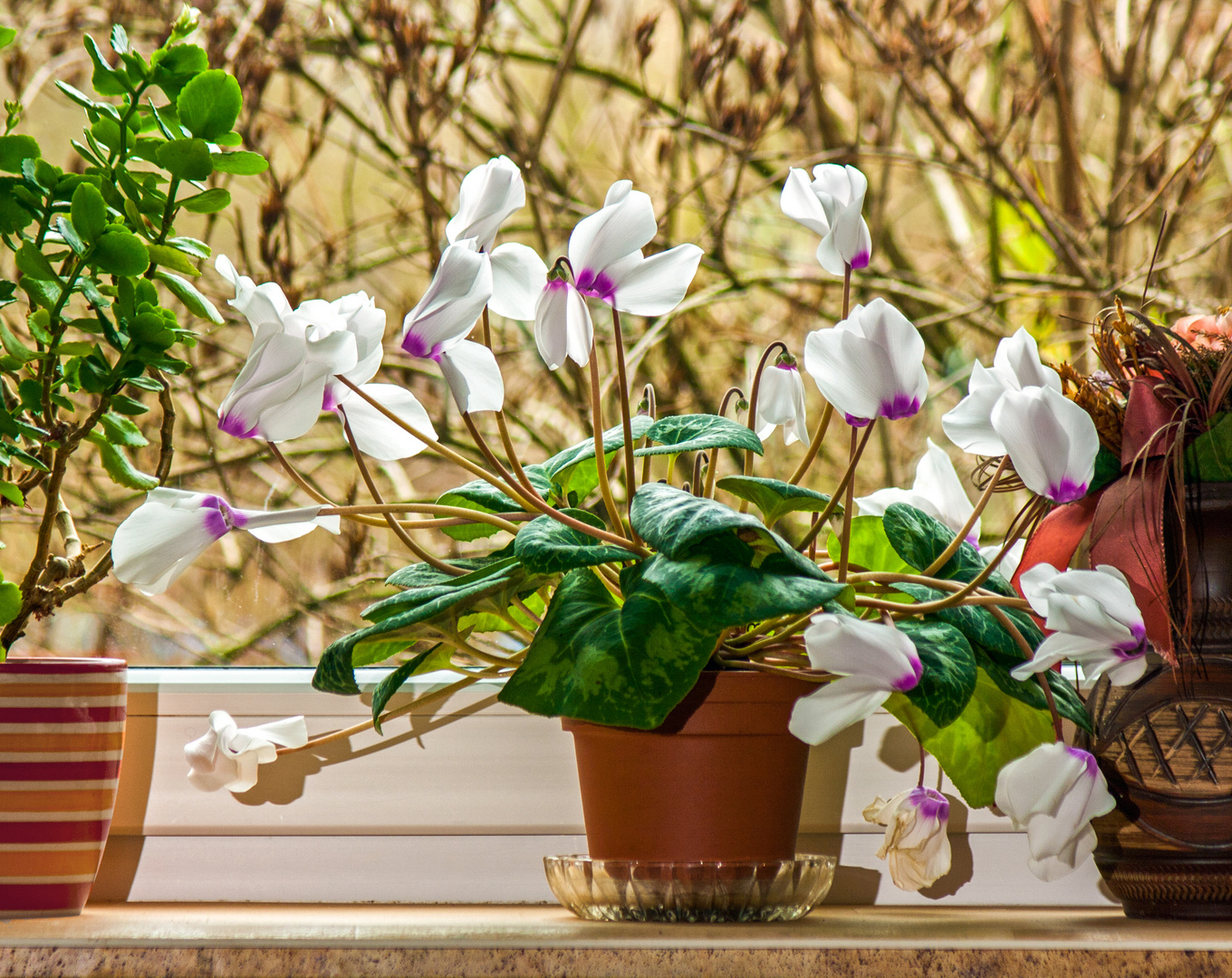 Alpenveilchen auf der Fensterbank