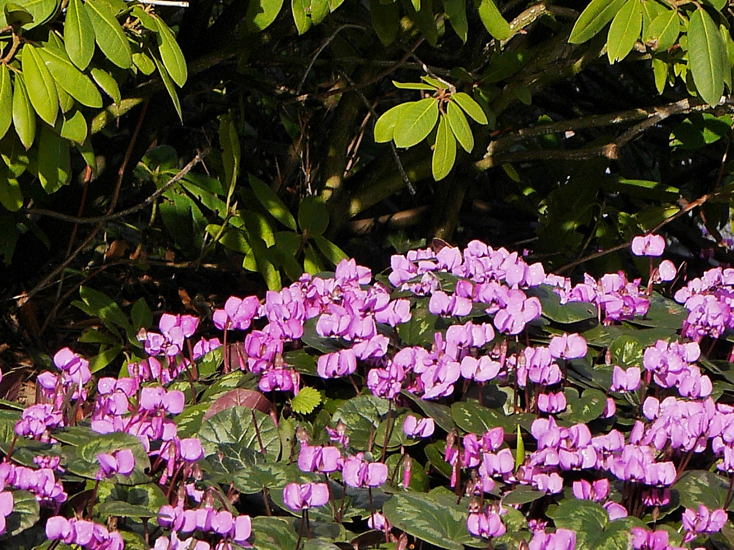 Alpenveilchen - Bot. Garten Wuppertal