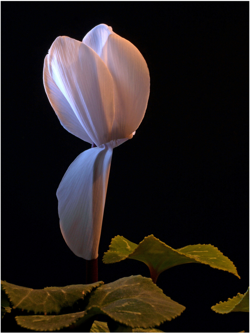 Alpenveilchen (Cyclamen)