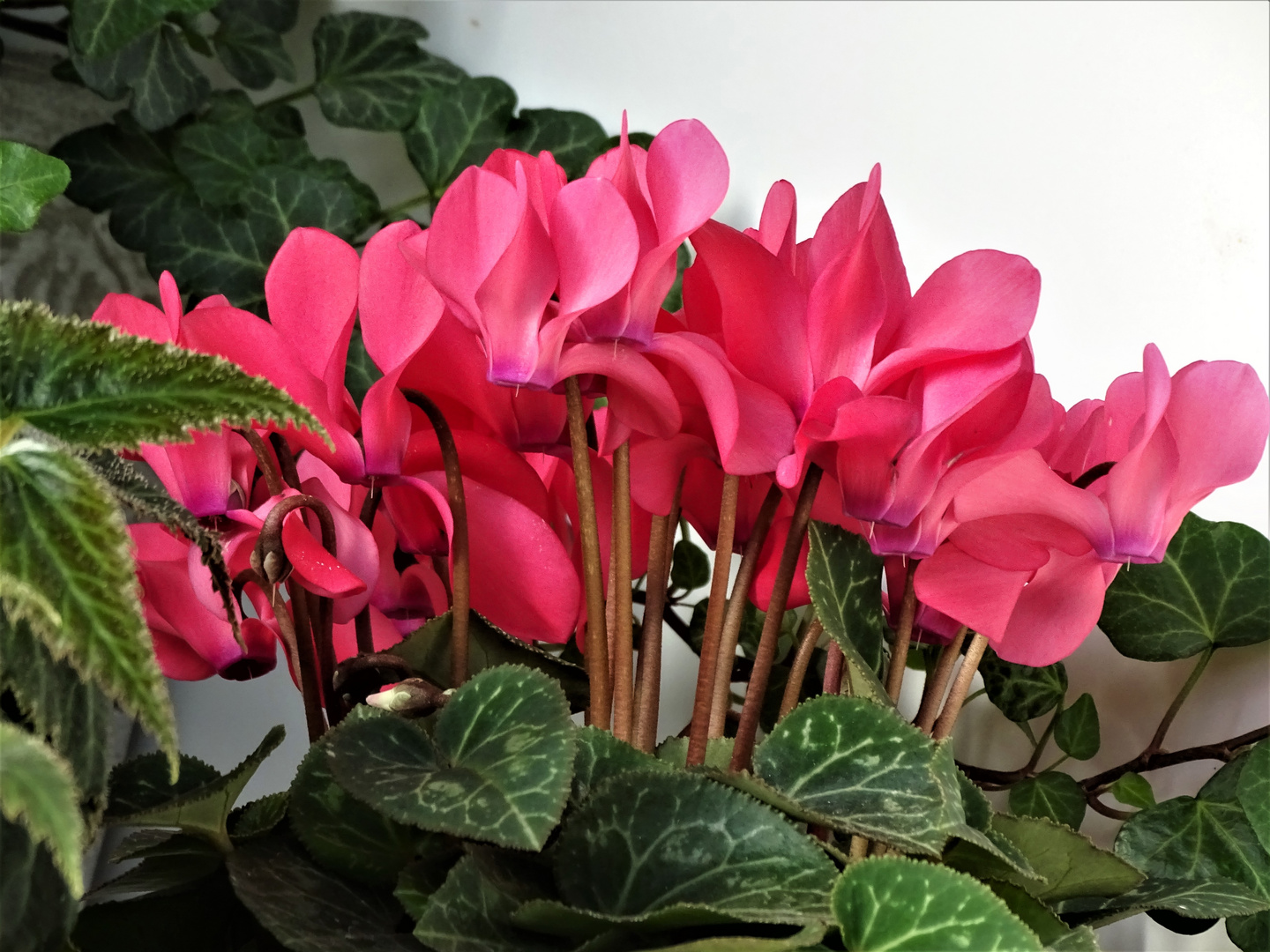 Alpenveilchen (Cyclamen)