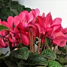 Alpenveilchen (Cyclamen)