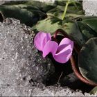 Alpenveilchen (Cyclamen coum) im Winter