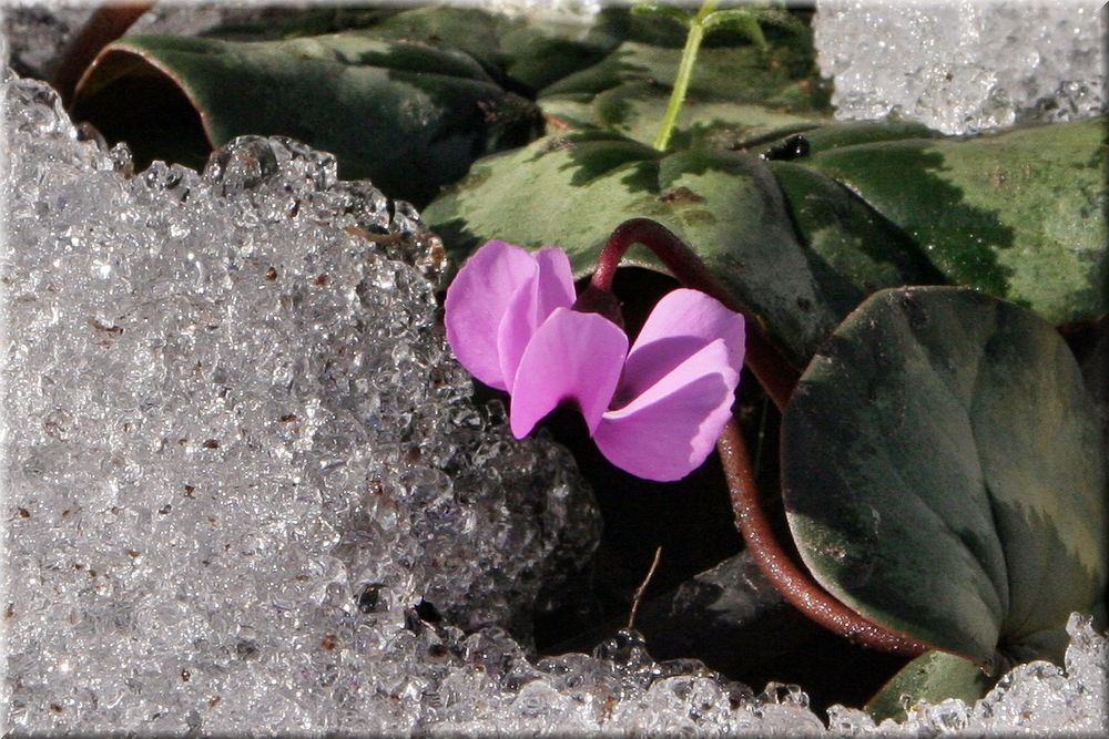 Alpenveilchen (Cyclamen coum) im Winter