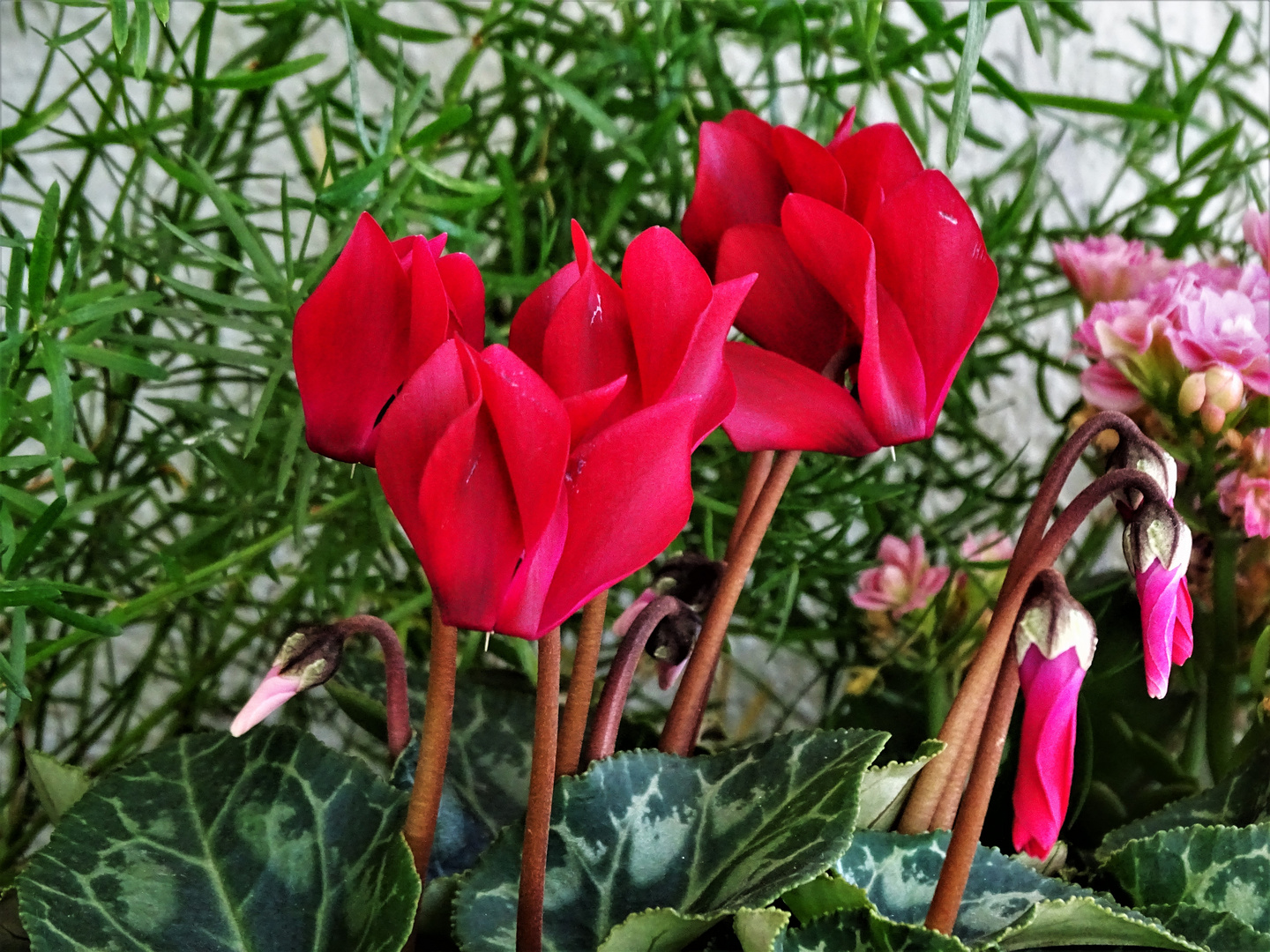 Alpenveilchen (Cyclamen)