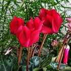 Alpenveilchen (Cyclamen)