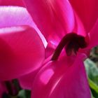 Alpenveilchen (Cyclamen)