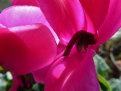 Alpenveilchen (Cyclamen)