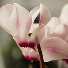 Alpenveilchen - Cyclamen persicum...