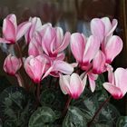 Alpenveilchen Cyclamen persicum)