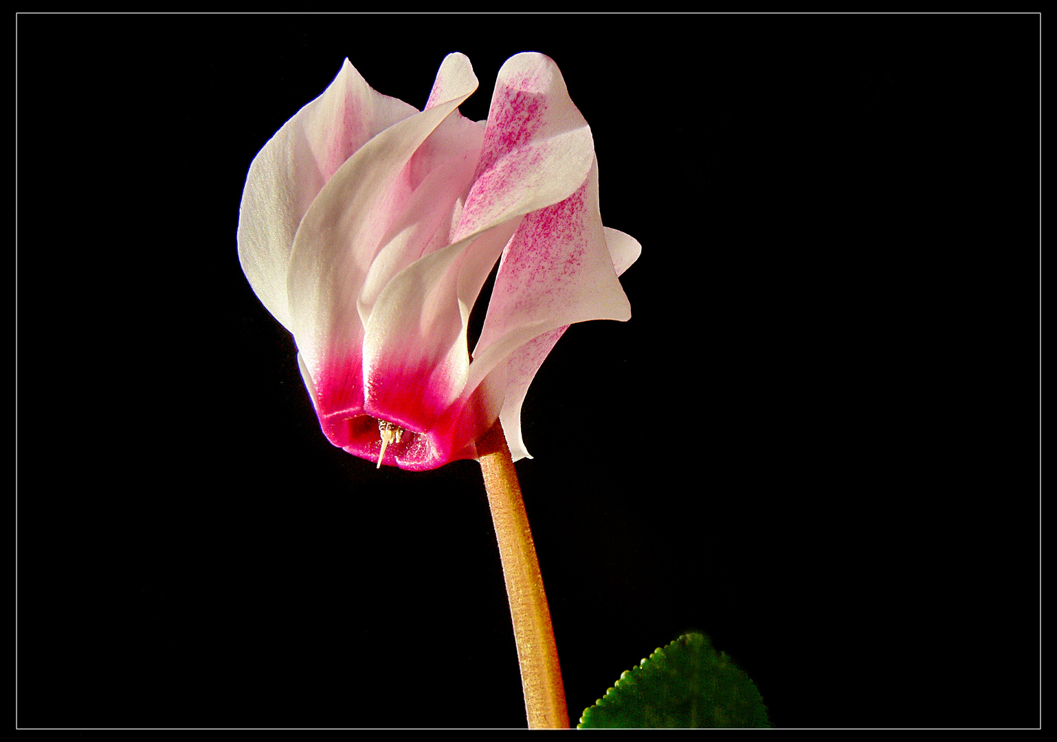 Alpenveilchen (Cyclamen persicum) rosa 