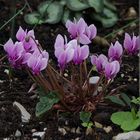 Alpenveilchen ( Cyclamen purpurascens )