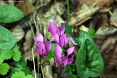 Alpenveilchen Cyclamen purpurascens)