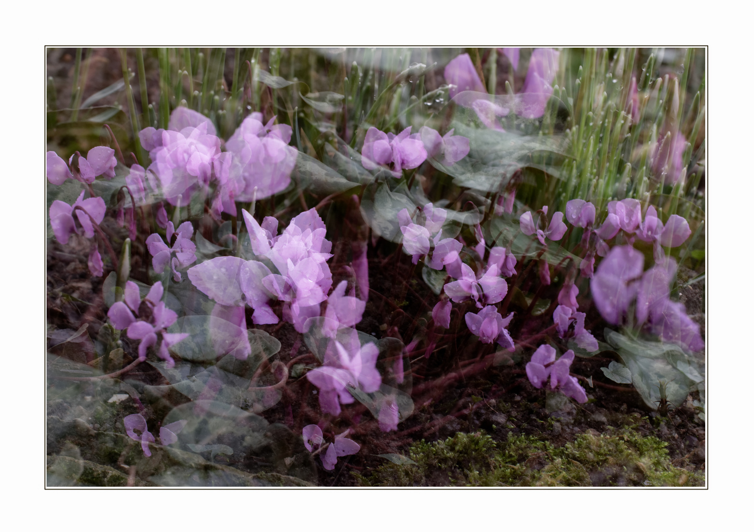 Alpenveilchen (Cyclamen spec.)  - Mehrfachbelichtung