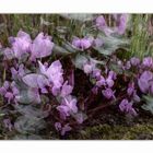 Alpenveilchen (Cyclamen spec.)  - Mehrfachbelichtung