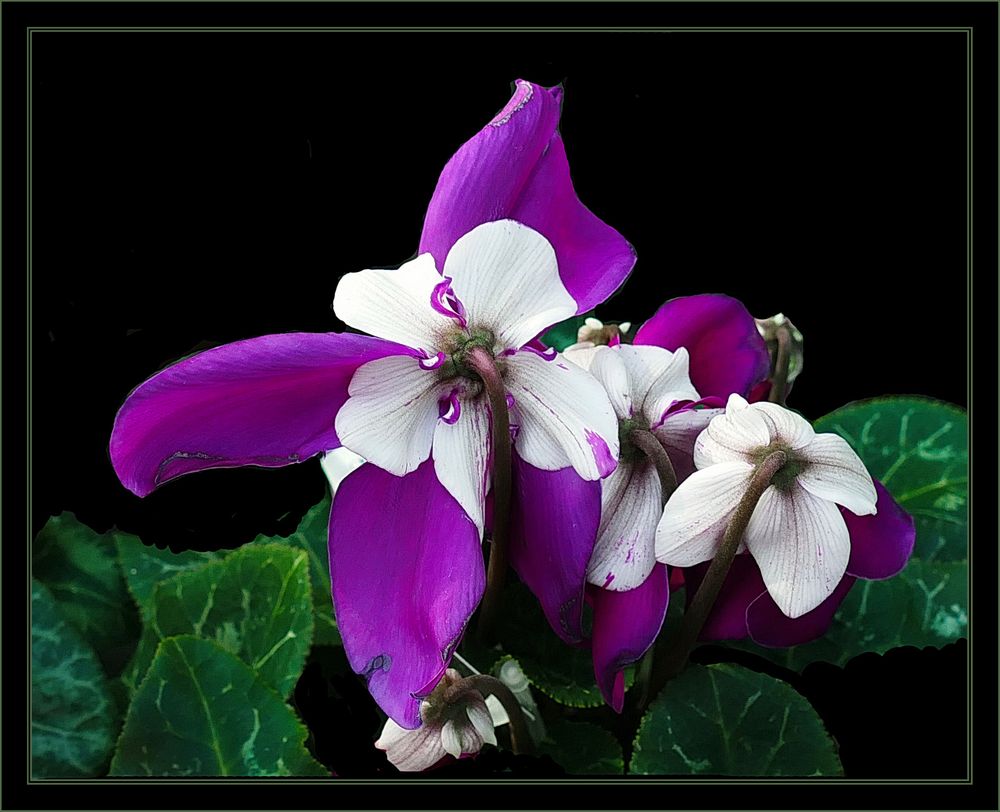 Alpenveilchen II Foto & Bild blumen , natur, stillleben Bilder auf