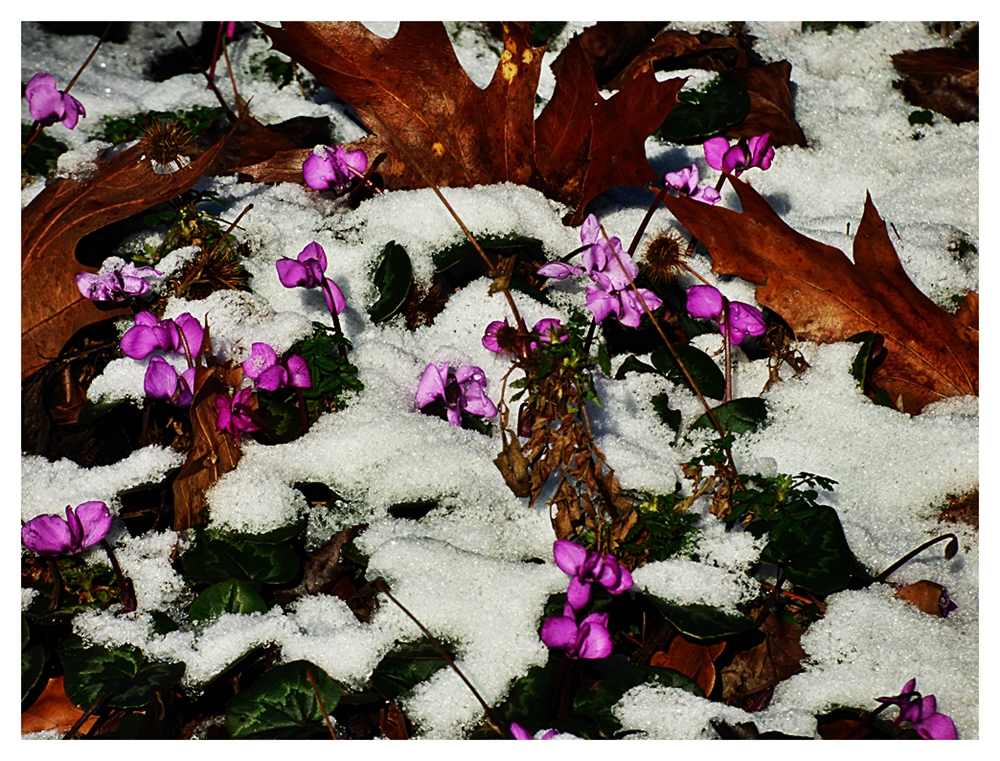 Alpenveilchen im Botanischen Garten