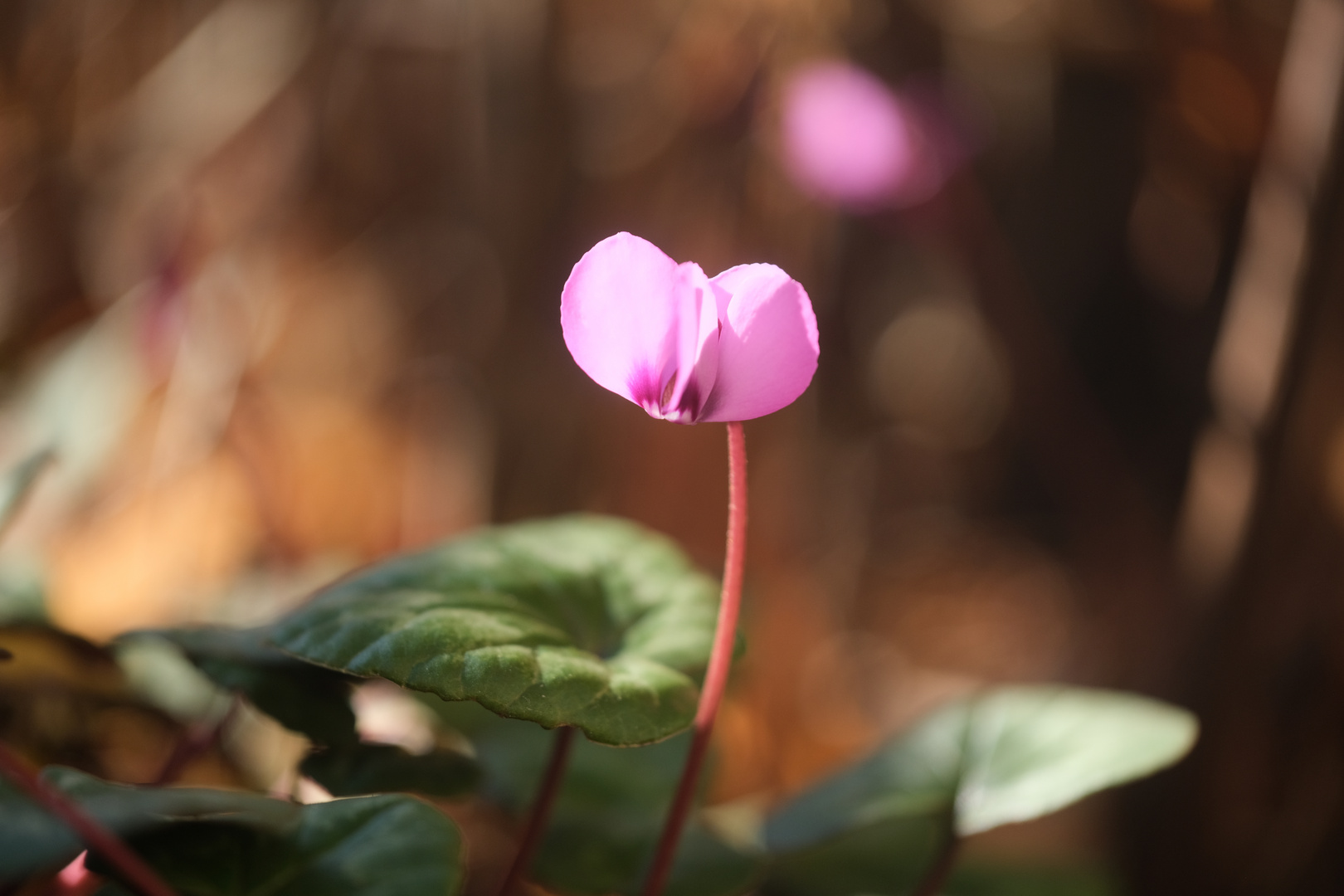 Alpenveilchen im Garten Foto & Bild jahreszeiten, frühling, fotos