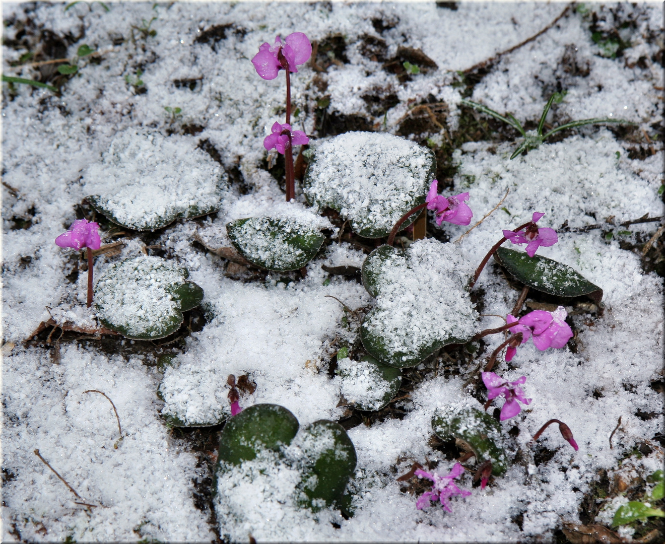 Alpenveilchen im Winter (Cyclamen coum) 2