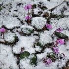 Alpenveilchen im Winter (Cyclamen coum) 2
