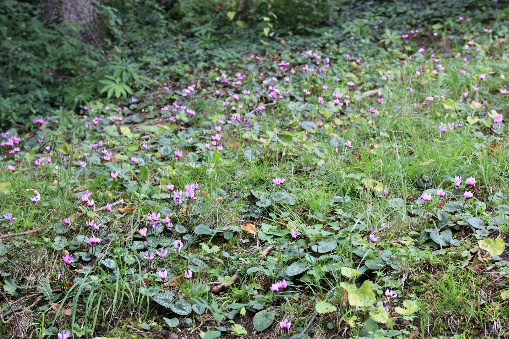 Alpenveilchen in freier Wildbahn