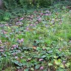 Alpenveilchen in freier Wildbahn