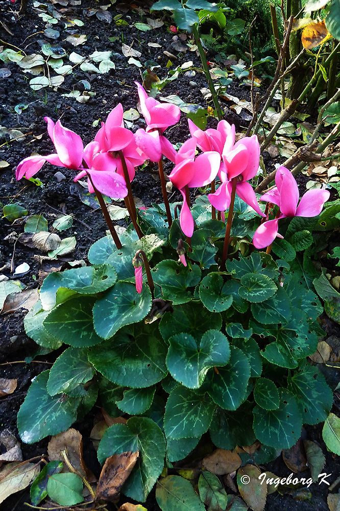 Alpenveilchen in meinem Garten