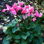 Alpenveilchen in meinem Garten