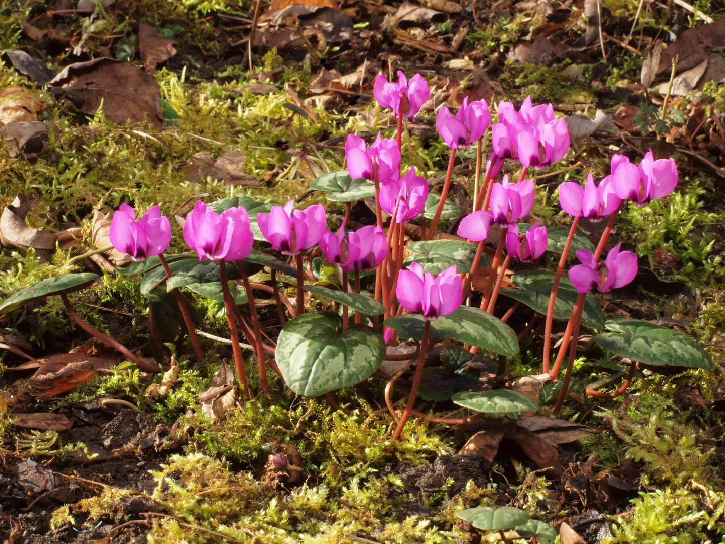 Alpenveilchen (Wildform)