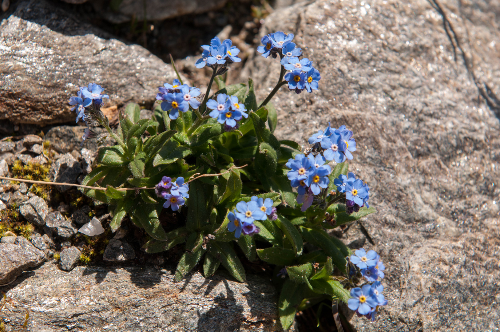 Alpenvergissmeinnicht (Myosotis alpestris)