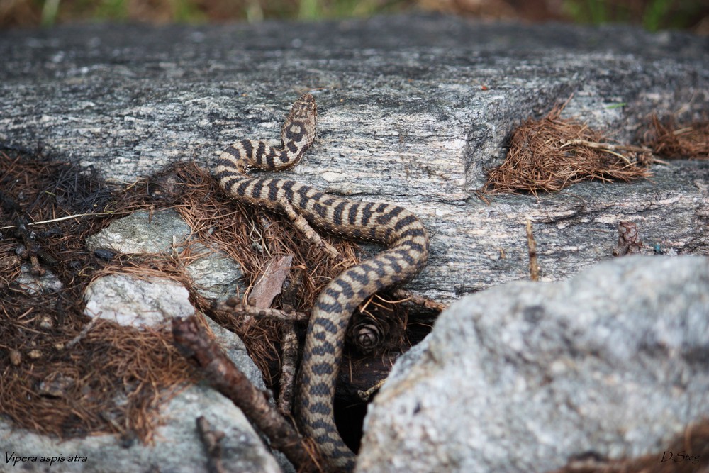 Alpenviper aus dem Wallis 09.