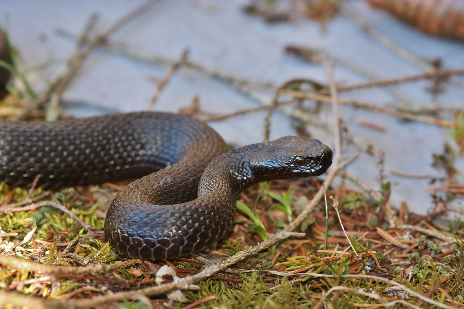 Alpenviper ( V.a.aspis) "atra"