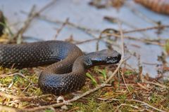 Alpenviper ( V.a.aspis) "atra"