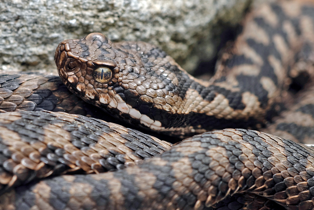 Alpenviper (Vipera aspis atra)